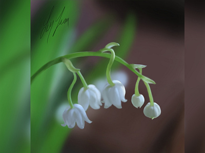 Lily of the valley - Digital Painting