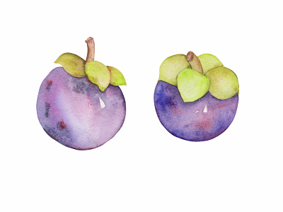 Watercolor hand drawn mangosteens