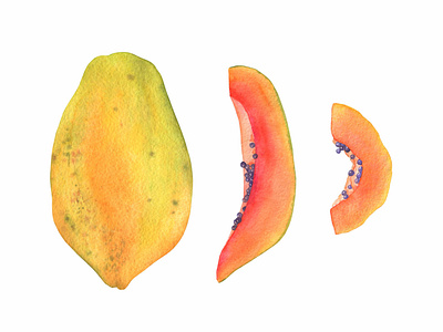 Hand drawn papaya with slices