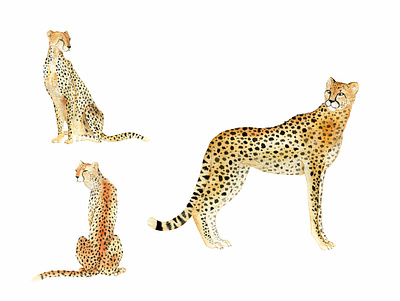 Cheetah on watercolor cheetah design fabric pattern hand drawn illustration painted pattern watercolor