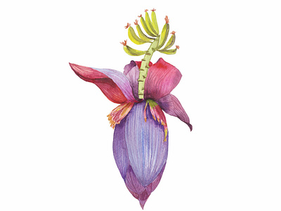 A large purple banana flower full of fruits design hand drawn illustration tropical watercolor
