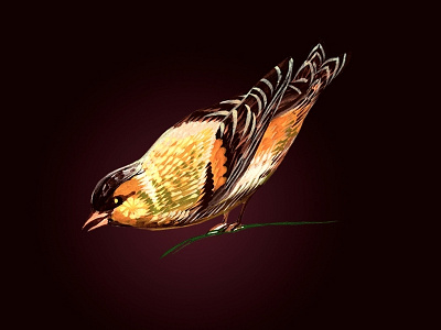bird art design illustration дизайн иллюстрация