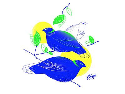 Birds bird birds color illustration oiseaux vector