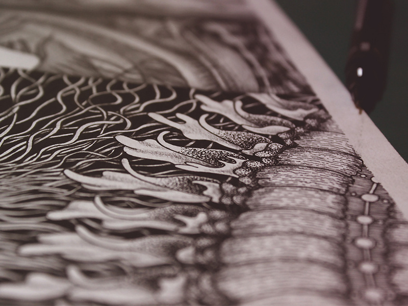 Engraved Memories - Detail ocean realistic details inking pencil drawing pencil illustration jelly fish illustration pencils ink drawing fineart