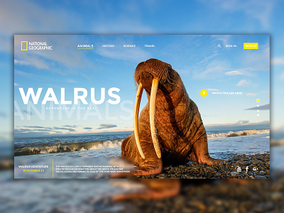 National geographic Landing Page Redesign adobe xd branding design flat minimal typography ui ux web website