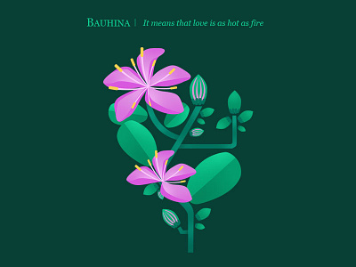 Bauhinia colour design flower icon illustration love