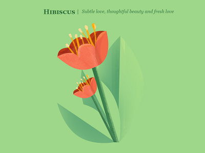 Hibiscus branding colour design illustration