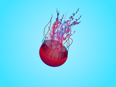 Jellyfish Illustration