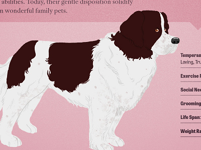 Canadian Dogs 03 - The Landseer canada canadian dog fur infographic landseer pink texture