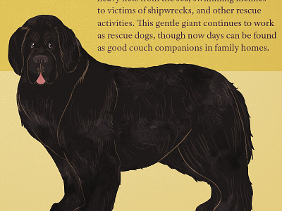 Canadian Dogs 04 - The Newfoundland bigdog breed design dog fur infographic newfoundland tongue