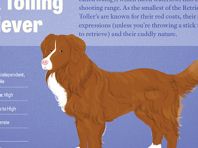 Canadian Dogs 6: Duck Tolling Retriever canadian character dogs ducktoller infographic retriever