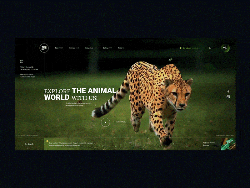 Kyiv Zoo 2021 aftereffects animals animation black concept design green kyiv motion nature park tiger ui ux web world wow zoo