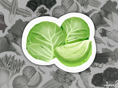 Cabbage illustration