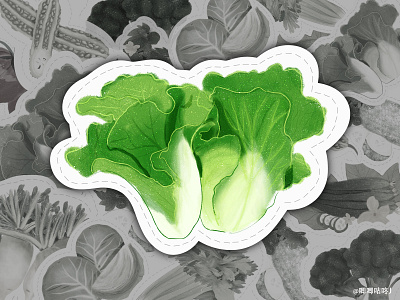 Lettuce illustration