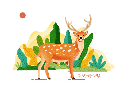 Sika Deer illustration