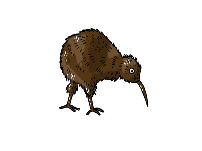 Kiwi Bird bird culture illustration kiwi new zealand