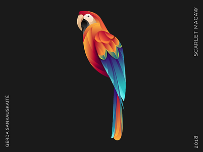 Scarlet Macaw