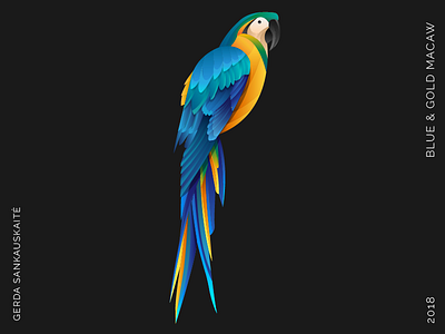 Blue and Gold Macaw art design gradient graphic design icon illustration