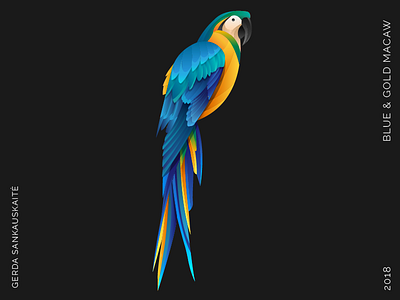 Blue and Gold Macaw