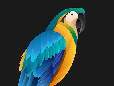 Blue and Gold Macaw detail shot