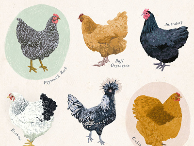 Chickens Illustration animals bird chickens colored pencil drawing farm illustration pencil poster wall art