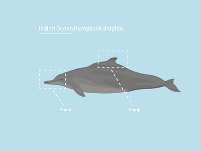 Indian Ocean humpback dolphin