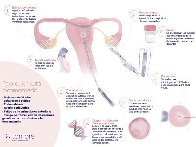 Tambre clínica de fertilidad / BAUD Branding clinic fertility illustration medical