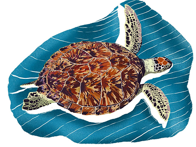 The Anatomy of a Green Sea Turtle illustration ipadpro procreate wildlife