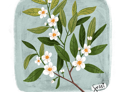 Spring flowers design digital art drawing flowers illustration plant plant illustration procreate