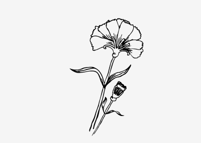 Carnations carnation drawing flower flowers hand drawn illustration ink leaf line