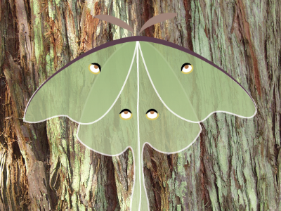 Luna Moth bark bug illustration lichen luna moth moth nature photo texture tree vector