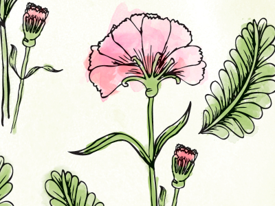 Pink Carnations carnations digital flower flowers hand drawn illustration ink pattern pink plant watercolor