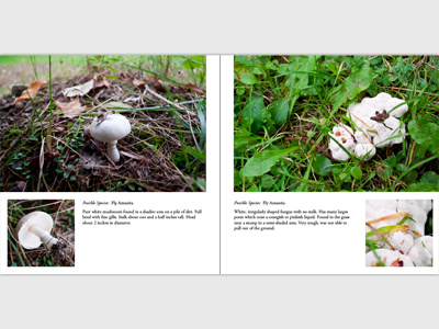 Backyard Mushroom Project backyard book design editorial layout mushroom nature photo photography photos shrooms species type typology