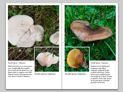 Backyard Mushroom Project book design editorial layout mushroom nature photo photography photos species type