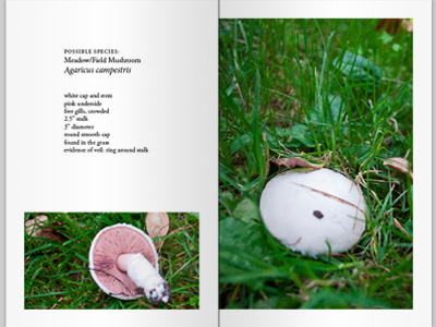 Backyard Mushroom Project book booklet design editorial field guide layout mushroom mushrooms photography project shrooms species typography