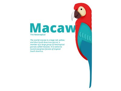 Macaw colors digital painting illustration macaw photoshop