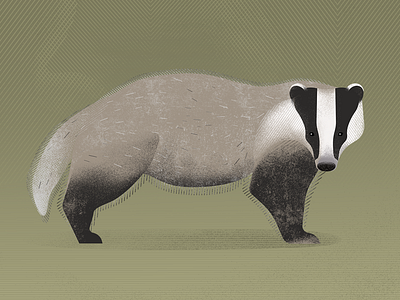 Badger art artwork badger design forest forest animals graphic design illustration illustrationart nature