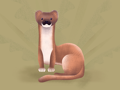 Weasel animal artwork asterysk studio forest animals graphic graphic design illustration nature weasel wildlife
