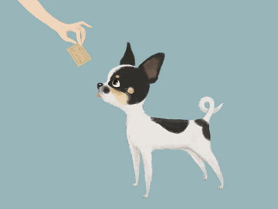 Bo animal character chihuahua cookie dog friend illustration puppy vector