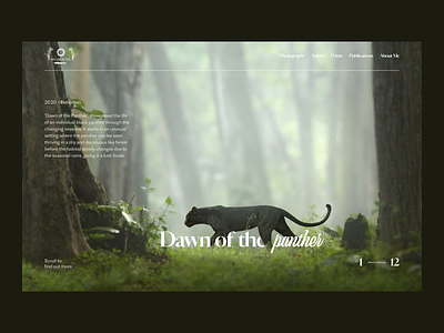 Dawn of the panther - Exhibition Concept animation black panther design design concept motion design panther ui ui animation ui design user inteface visualyser web design yogesh