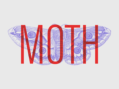 Moth animal branding illustration moth typography