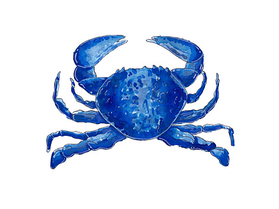 Crab blue illustration ocean scientific scientific illustration sea sealife simple watercolor wildlife