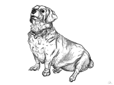 Alfred design dog dog illustration doggo fun graphic design illustraor illustration