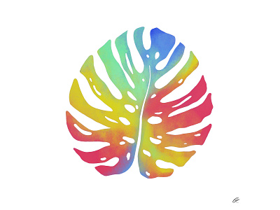 Rainbow Monstera