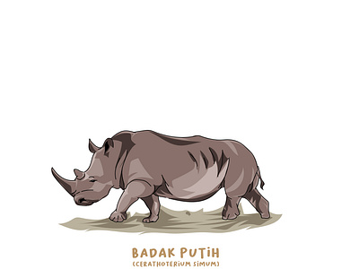 badak putih 01