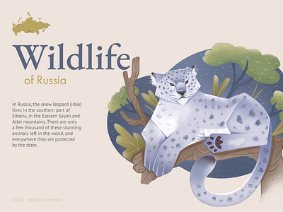 Wildlife of Russia: Snow leopard