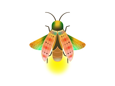 firefly bug drawing