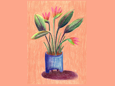 Spring art botanical illustration coloured pencils editorial art editorial illustration fabercastell flowers illustration illustration art mixed media plant illustration plants poster design pot plant prismacolor procreate traditional art