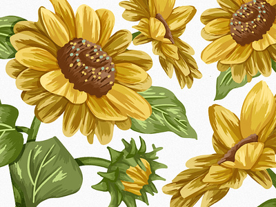 Botanical illustration, sunflower Illustration, botanical poster