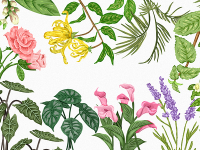 Botanical illustration, Wildflower Illustration